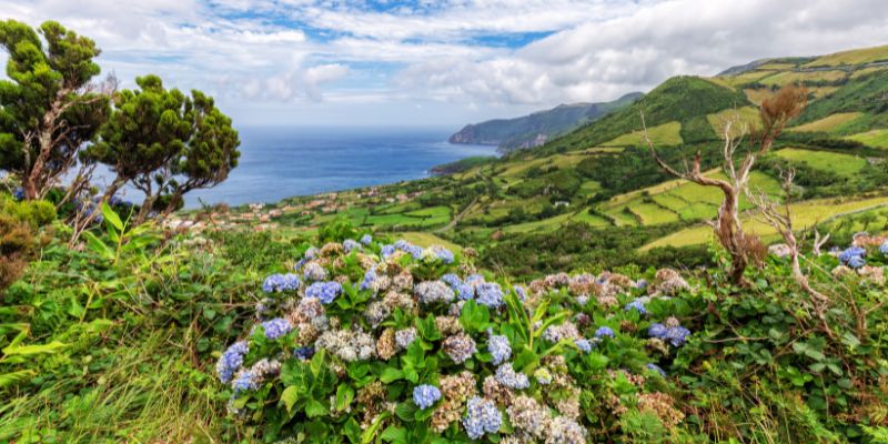 Flores Island